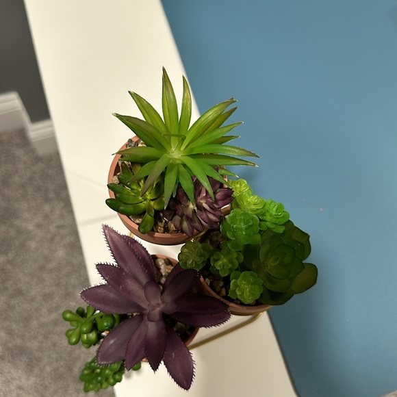 Mini Succulent Plant Set with Stand - Picture 4 of 6